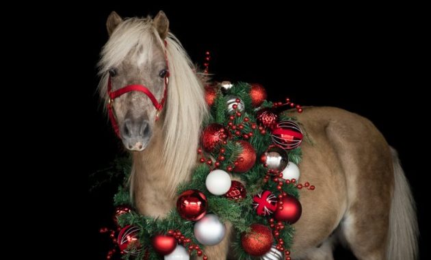 Christmas Decor for Horses Safe & Festive Ideas