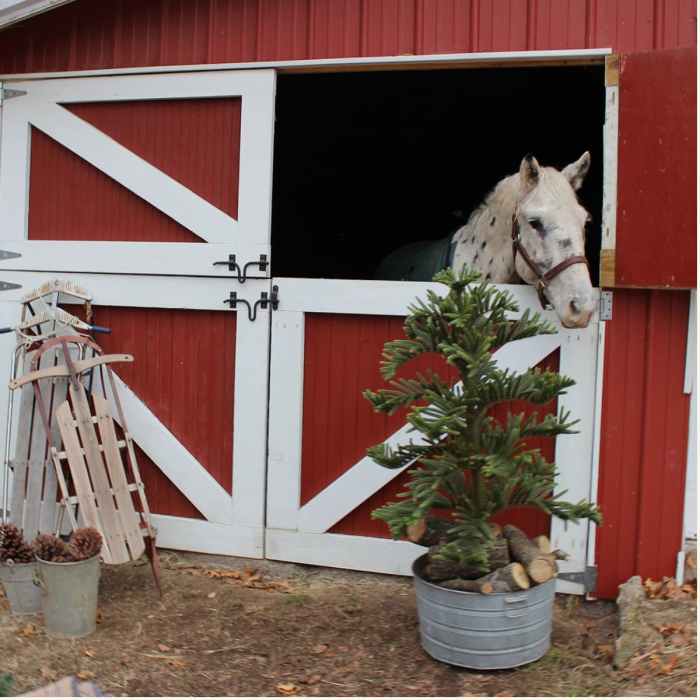 Christmas decor for horses